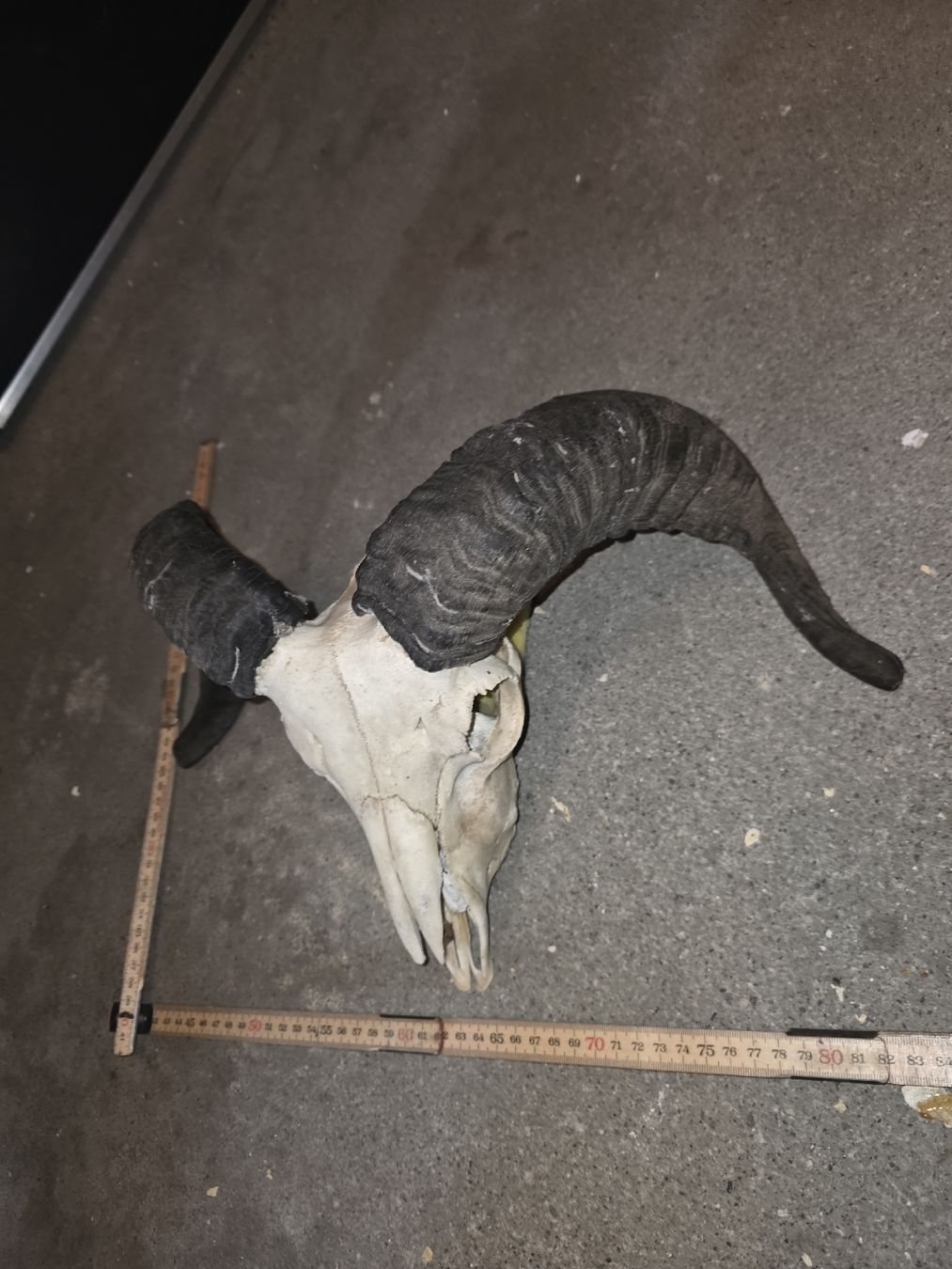 Il mondo degli animali: Widder Schädel – Usato da Hasle LU venduto da Auctions_Hunters 1