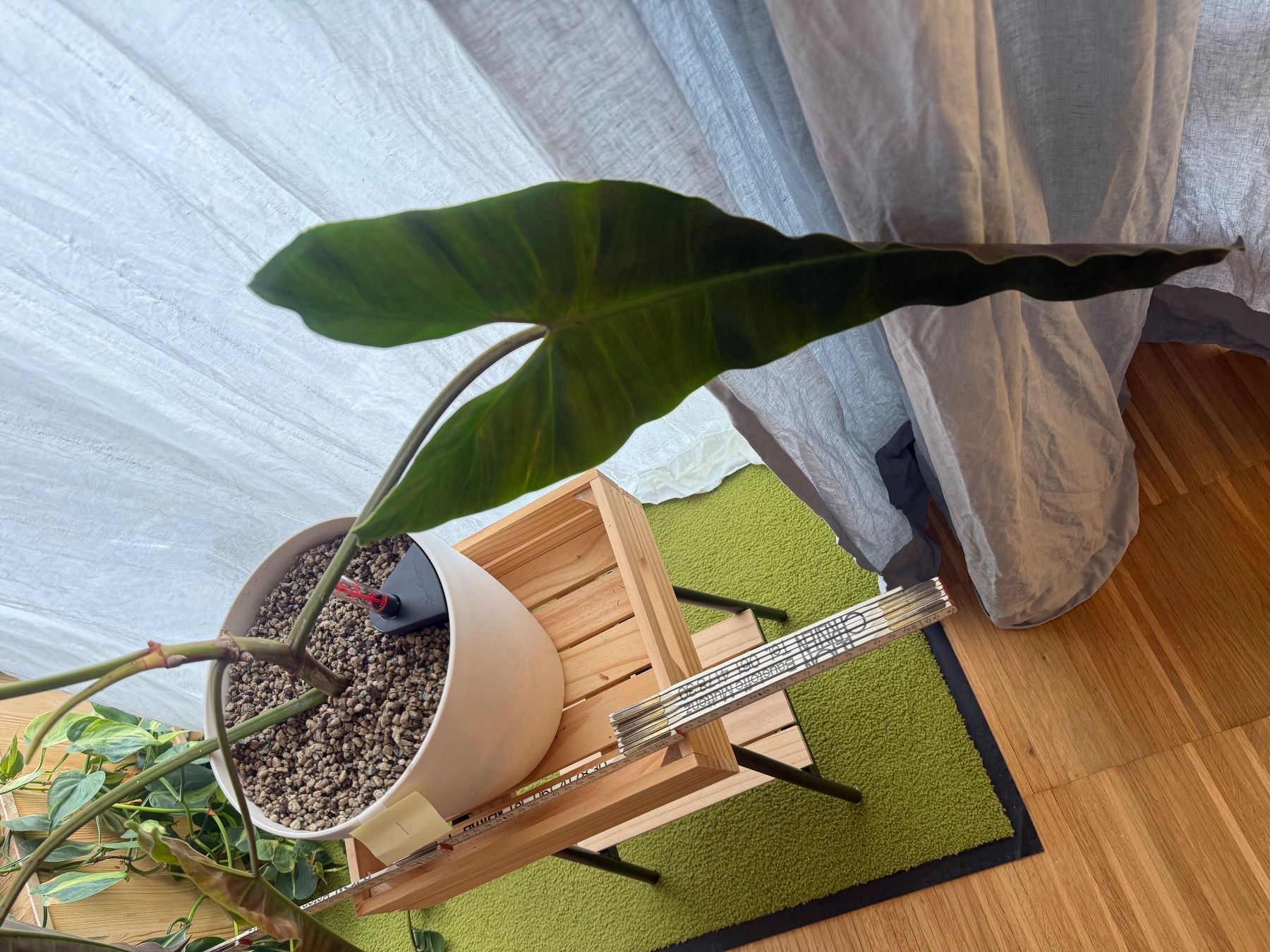 Piante & sementi: Philodendron Atabapoense in Substrat 2 – Usato da Zürich venduto da chrungel 1