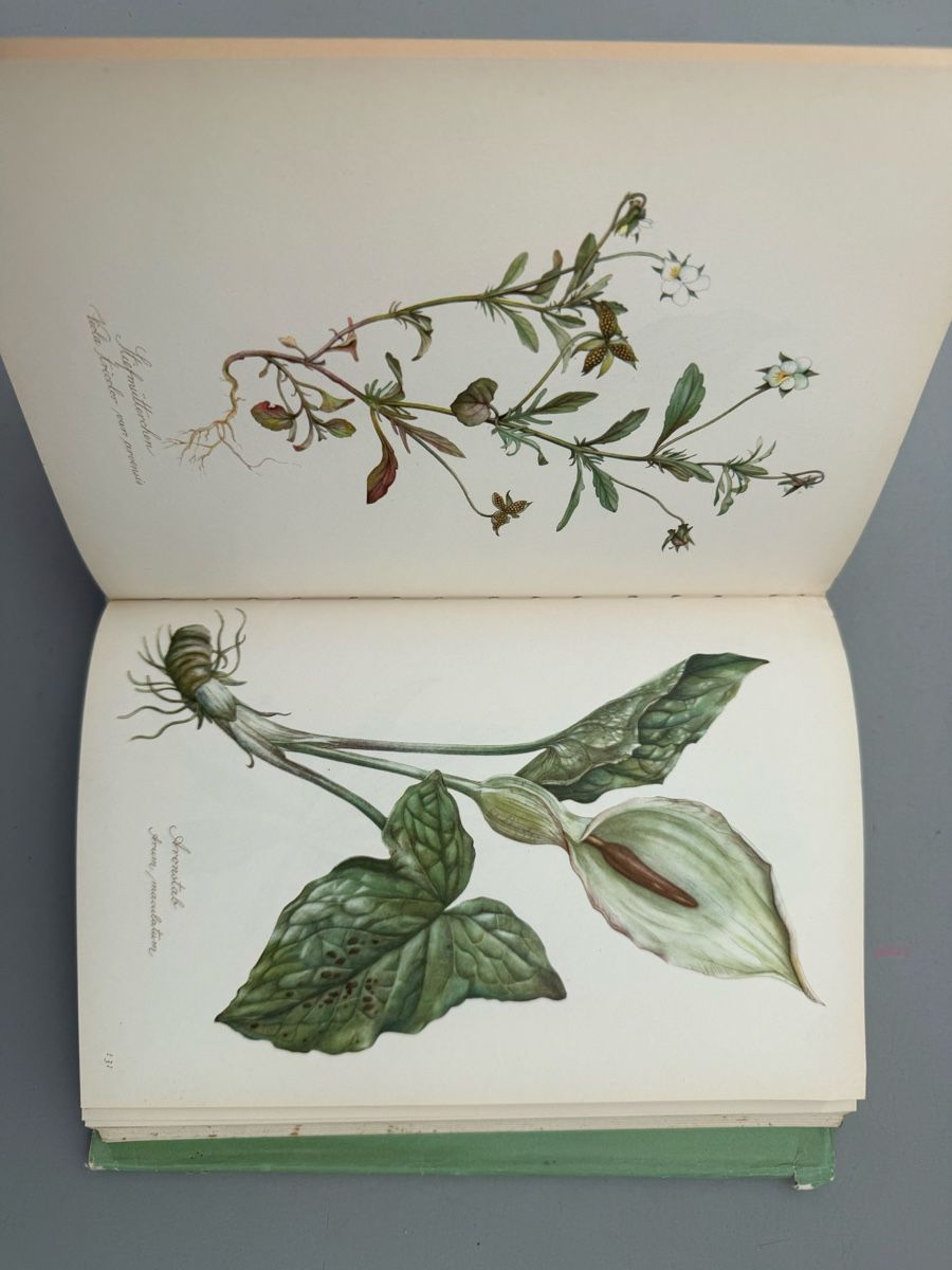 Libri: // Blumenfibel // – Usato da Birmenstorf AG venduto da Pat_roll. 6