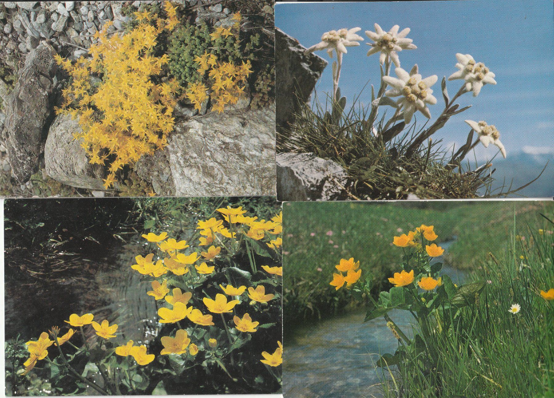 Ansichtskarten: 40 Schöne Blumenkarten – Gebraucht aus Lumbrein von made02 9