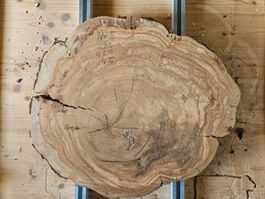 Baumscheibe Kirschbaum Holz