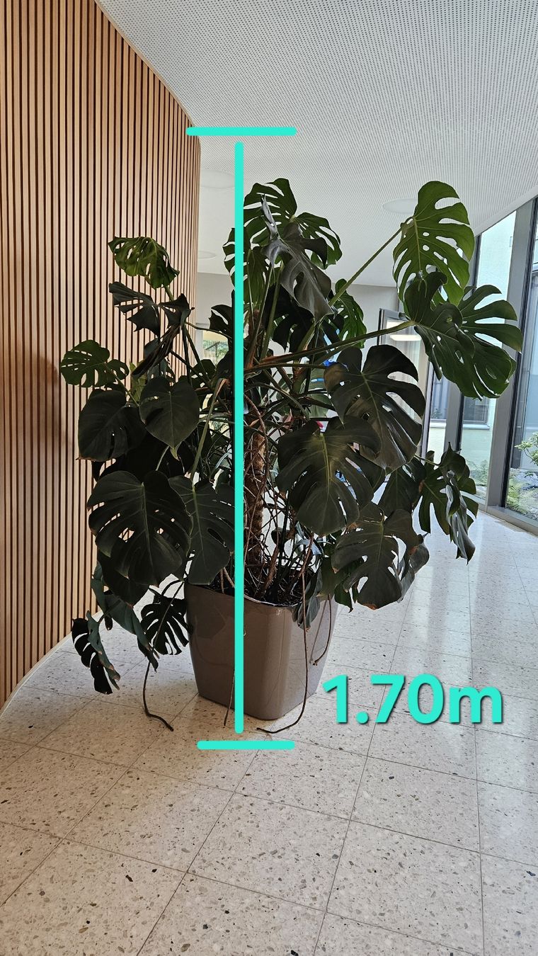 Piante & sementi: Monstera Zimmerpflanze – Usato da Embrach venduto da User0816 2