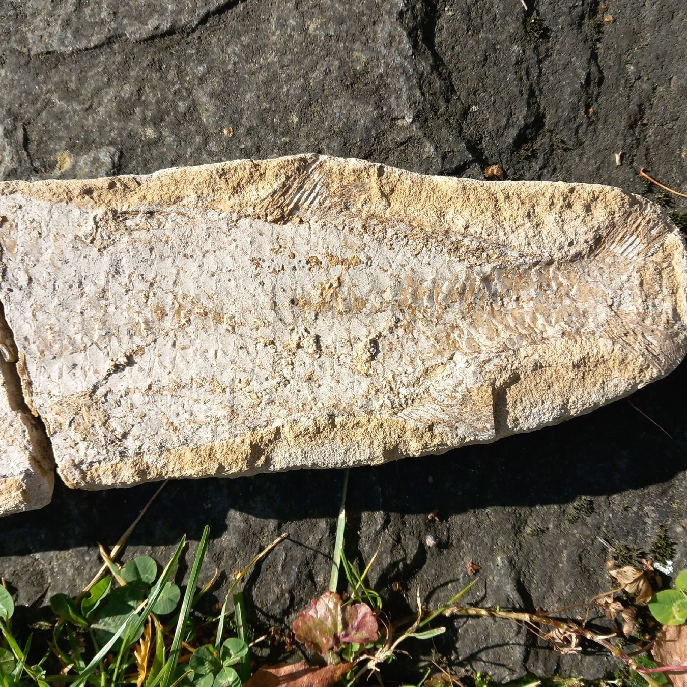 Fossili: fossilien Fisch – Usato da Ganterschwil venduto da zaz_h9b6 3