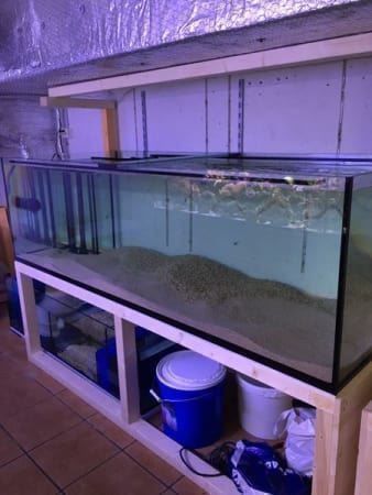 Acquari: 300x60x60 Becken – Nuovo (secondo la descrizione) da Berikon venduto da fischundart