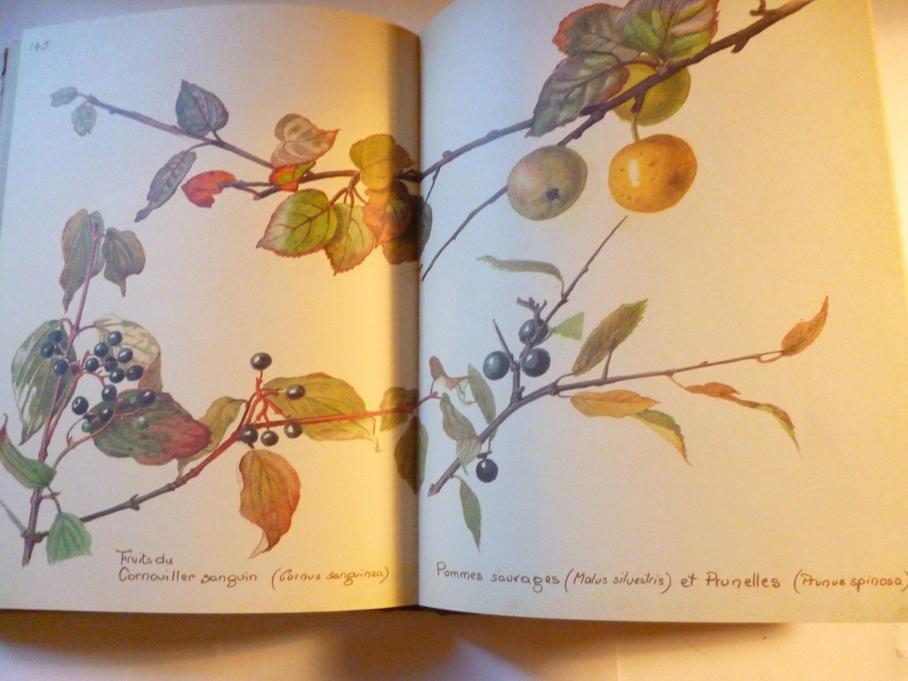 Libri: Journal Champêtre d'Edith Holden – Usato da Montreux venduto da dodeskaden 5