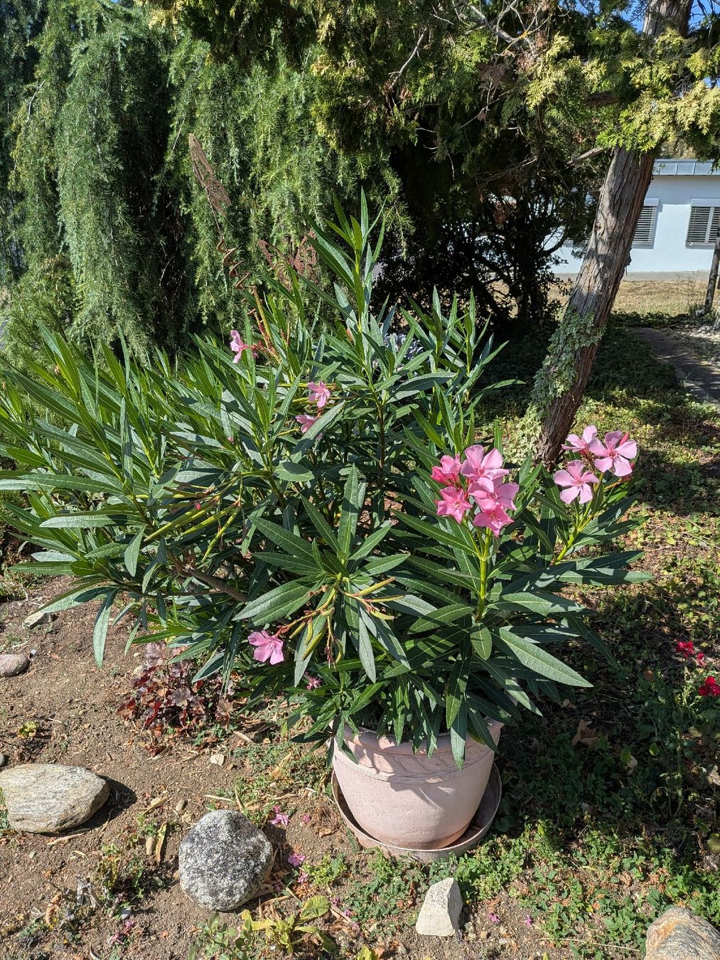 Pflanzen & Samen: Oleander Pflanze im Topf/No 3 – Gebraucht aus Elfingen von dustdevil403