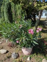 Oleander Pflanze im Topf/No 3