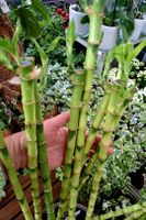 Ab 29.- 3 Stk Glücksbambus 60–70cm Lucky Bamboo Zimmerpflanz