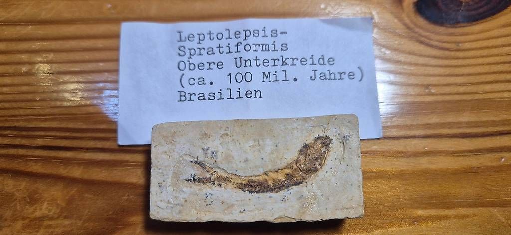 Fossilien: Leptolepsis-Sprattiformis – Gebraucht aus Schänis von 1234567890ABCDEF 1