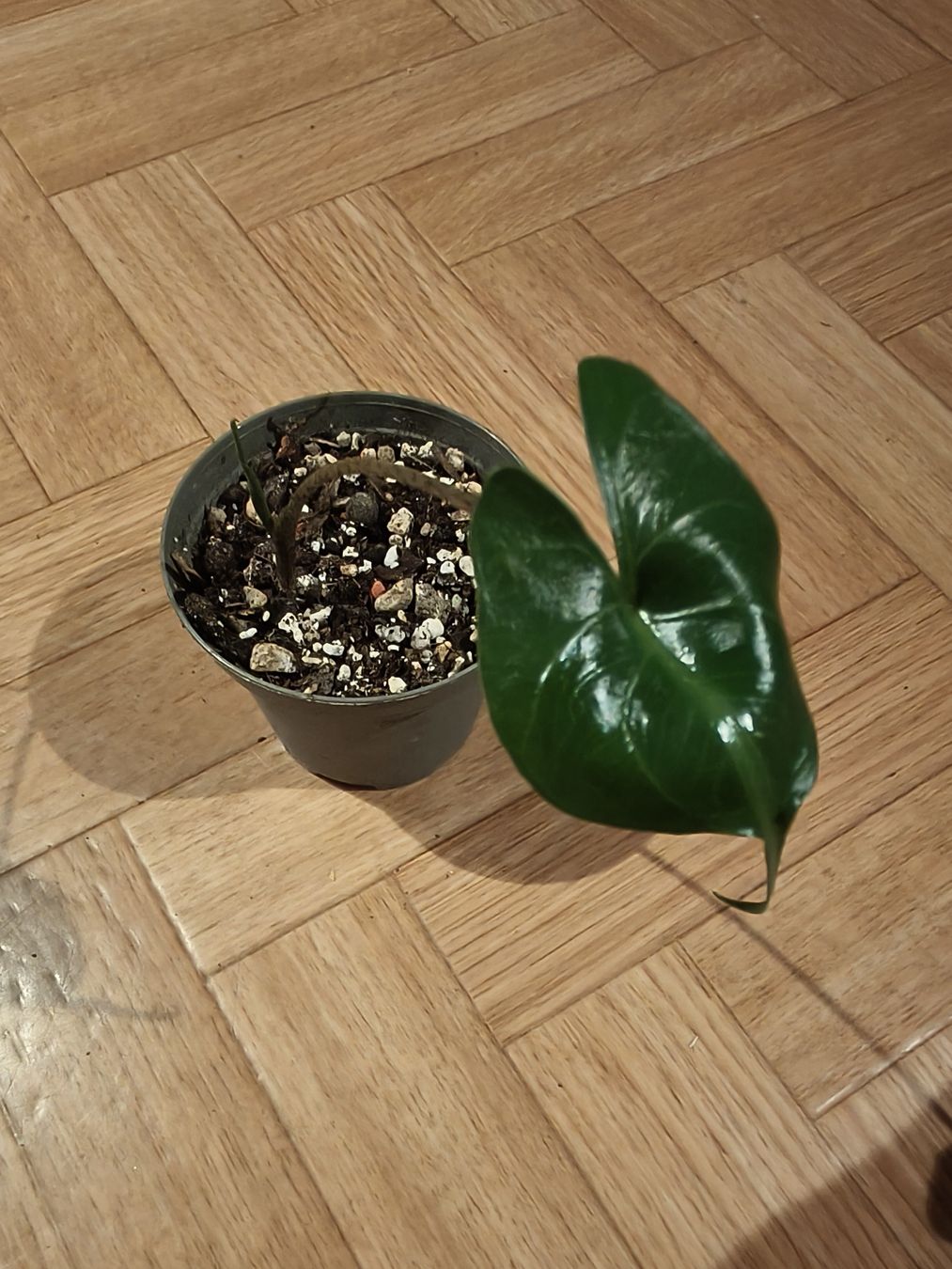 Piante & sementi: Alocasia stingray – Nuovo (secondo la descrizione) da Stans venduto da Blumeli96 1