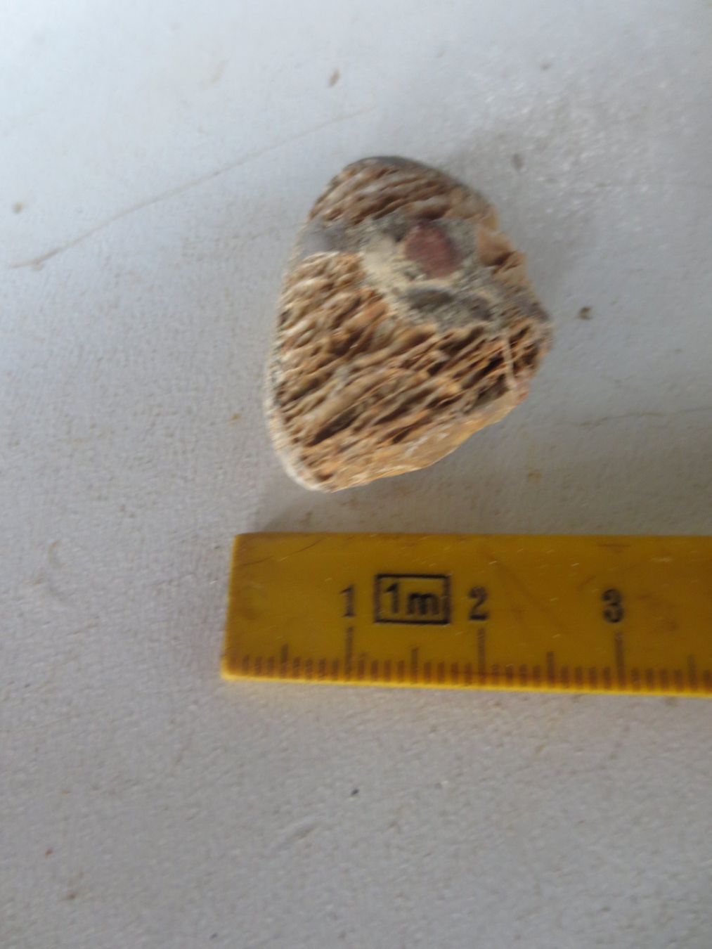 Fossili: Versteinerungen schpeziel – Usato da Weier im Emmental venduto da waefler03 2