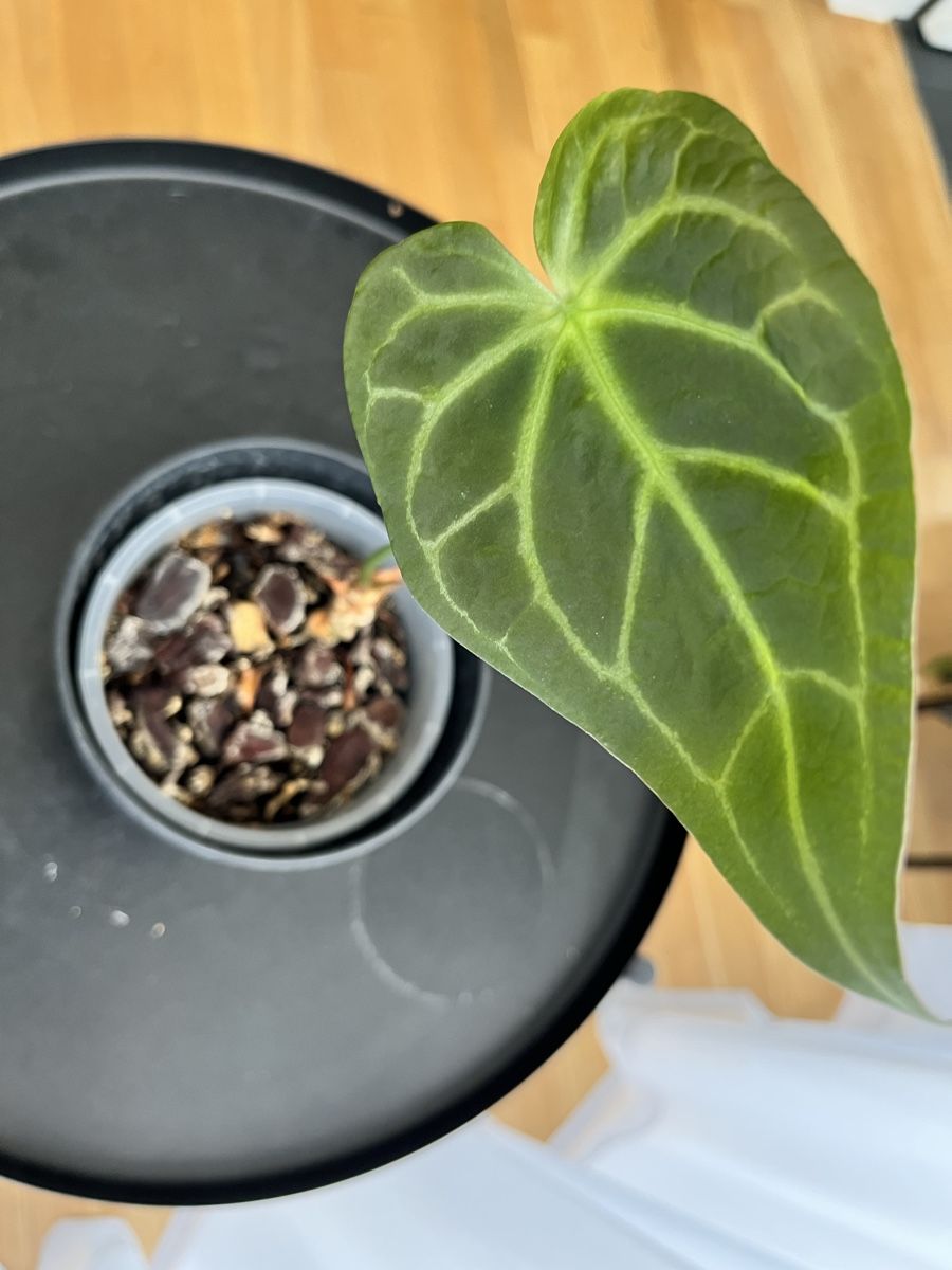 Plantes & graines:  Anthurium Regale – D'occasion à Uster par ke114