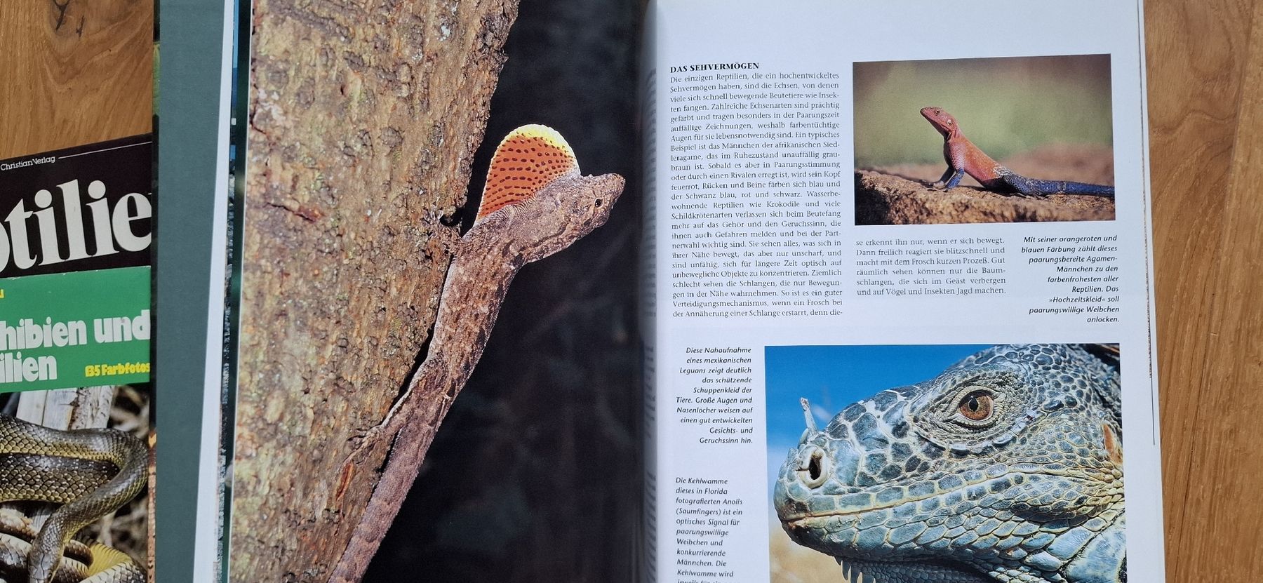 Libri: 3 Bücher zu Schlangen und Reptilien – Usato da Mellingen venduto da lathei 7