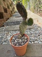 Kaktus,Kaktee, Feigenkaktus,Opuntia engelm. Salm- Winterhart