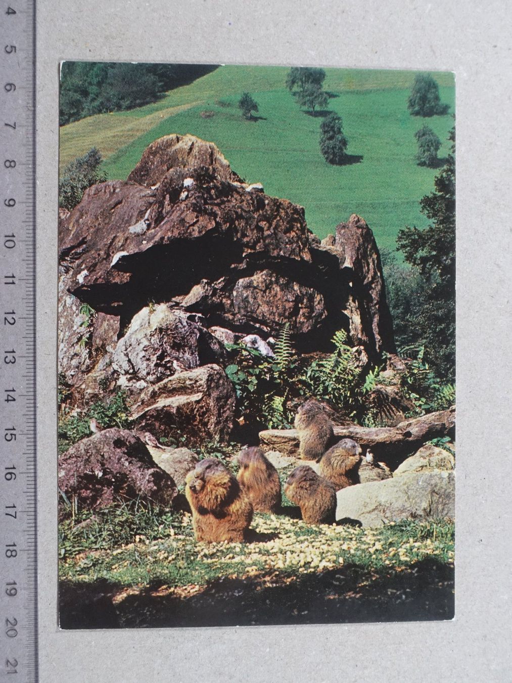 Cartes postales: Murmeltier – D'occasion à Lenzburg par fh1
