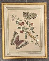 Merian M.S., Kupferdruck, handcoloriert, Schmetterlinge