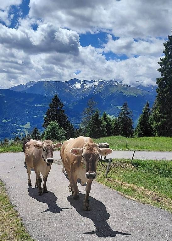 Cibi & Specialità: Alpkäse Alpbutter – Nuovo e nell'imballaggio originale da Braunau venduto da Wiki12 1