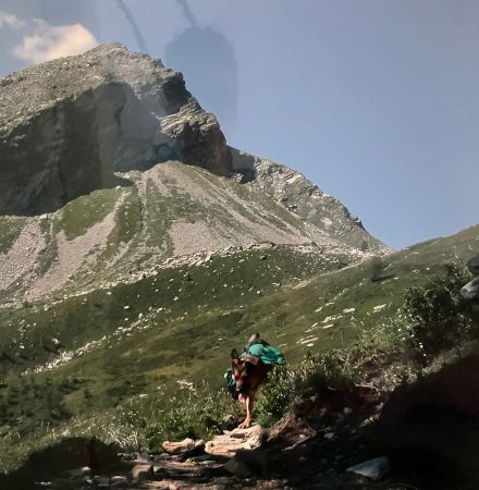 Wanderrucksack für Hund, mittlere Grösse, grün