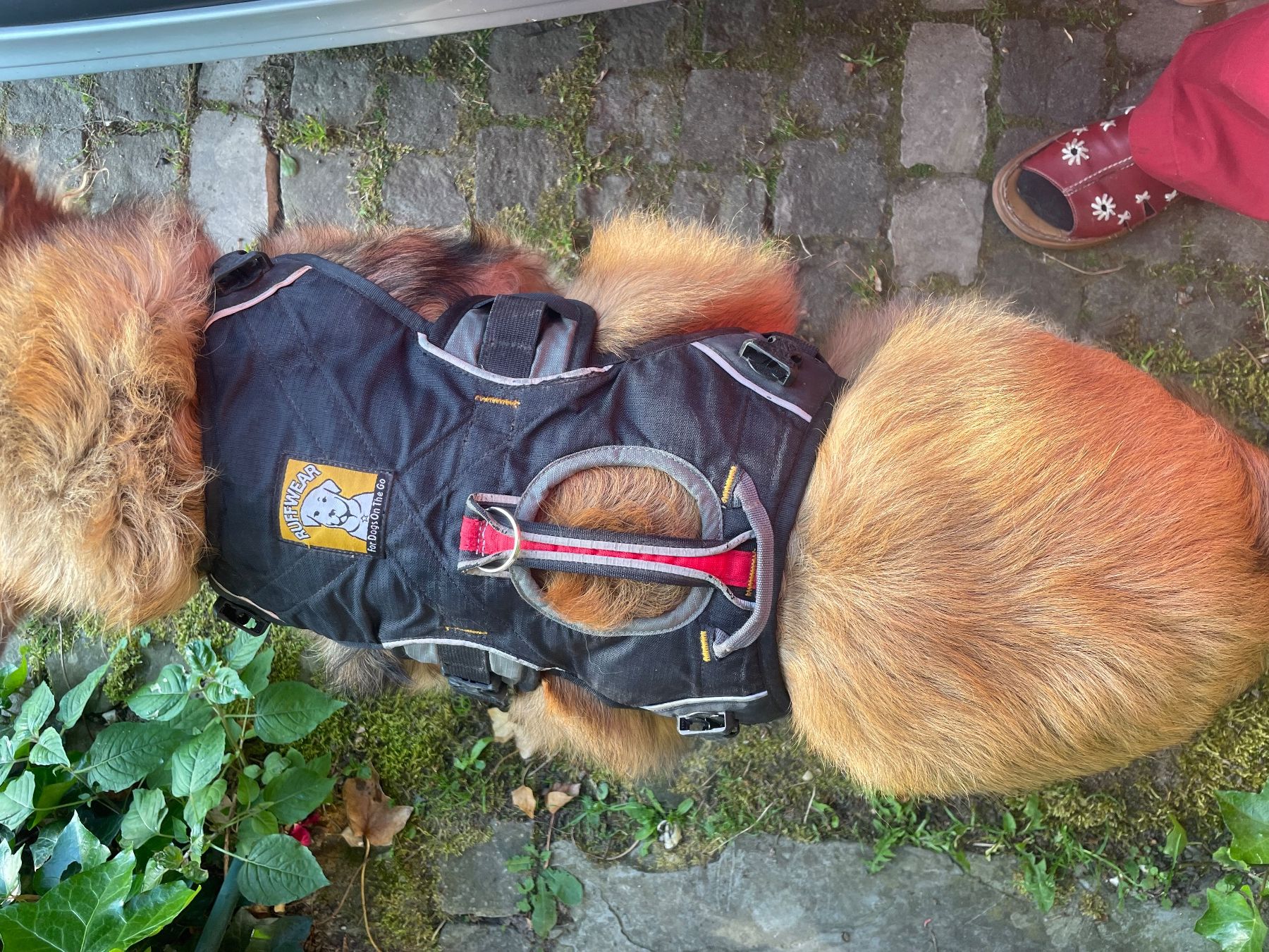 Ruffwear Zaini: Hunderucksack Ruffwear Palisade Pack, Gr. M – Usato da Wald ZH venduto da Nutria01 1