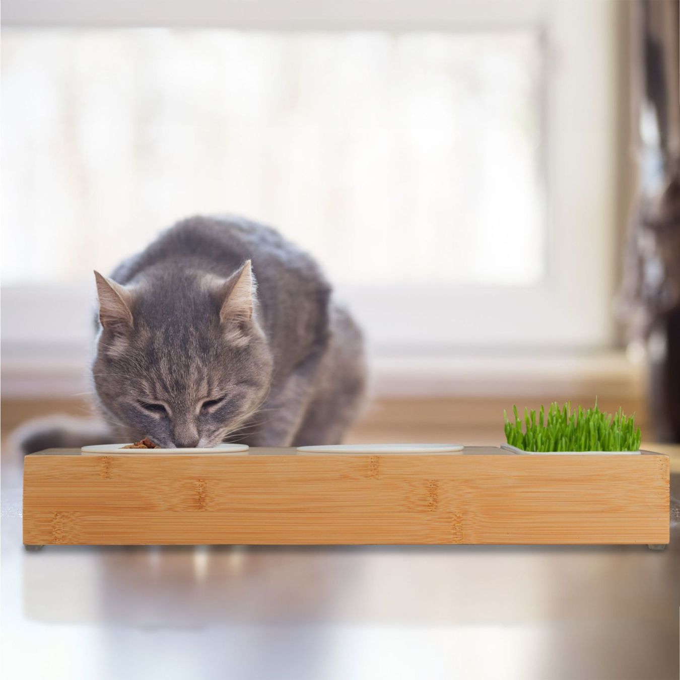 Ciotole: Katzenfutterstation & Katzengras Schale – Nuovo e nell'imballaggio originale da Gerlafingen venduto da Tsuru 5