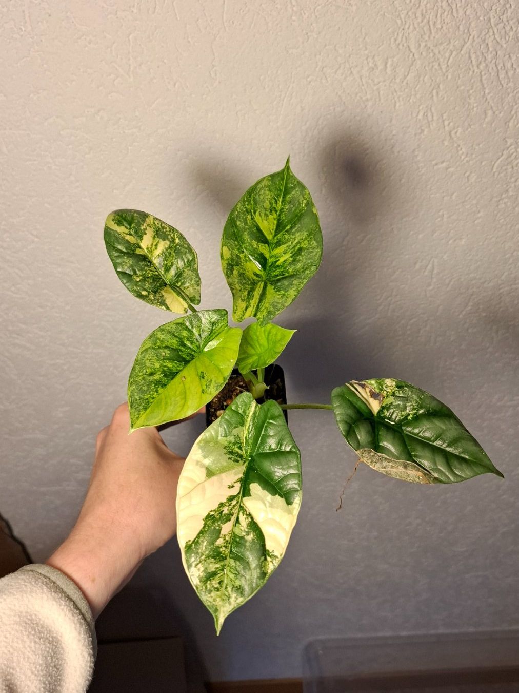 Piante & sementi: Alocasia Sinuata Aurea Variegata – Usato da Hausen AG venduto da Pflaenzlioase