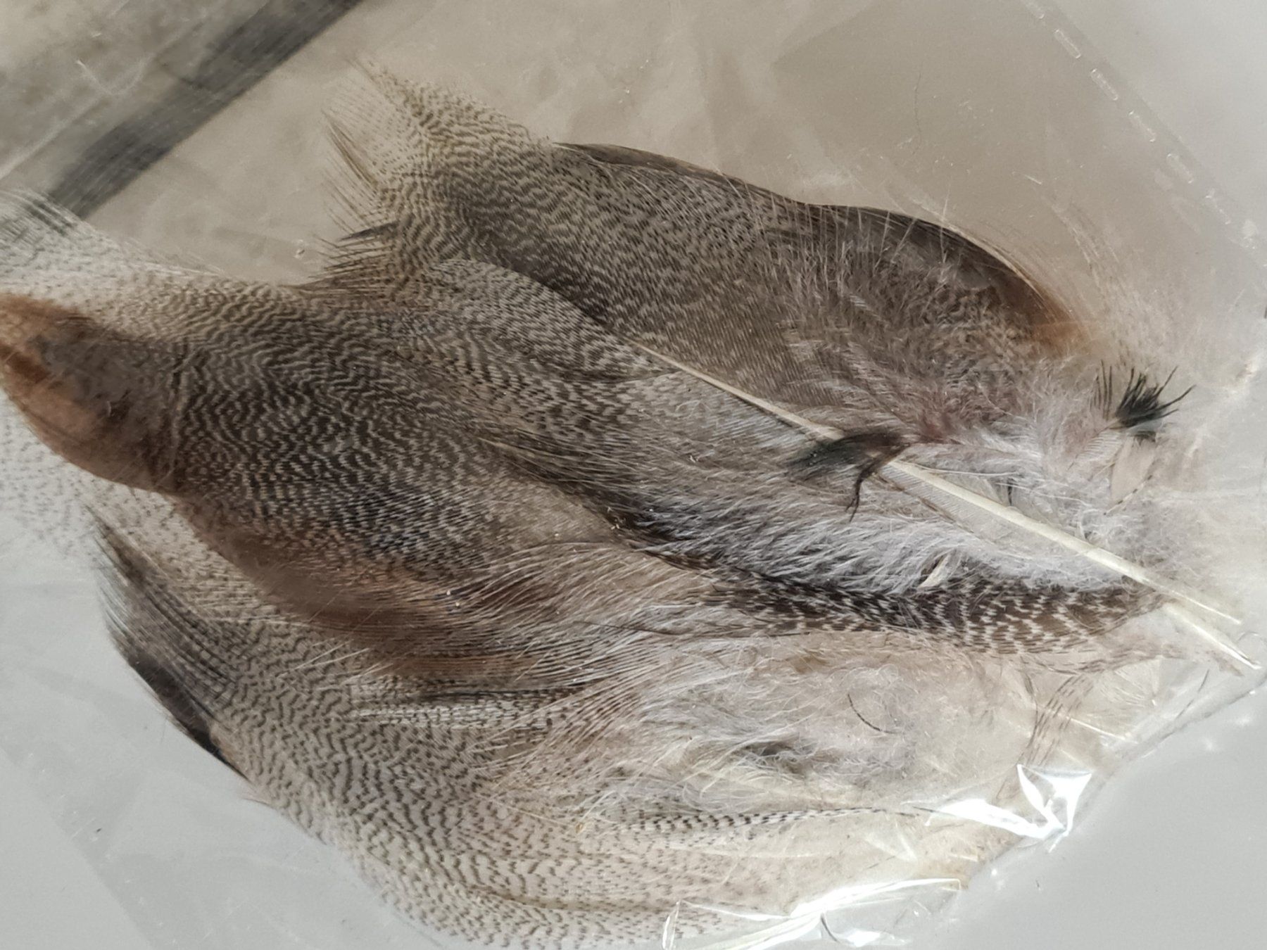 Il mondo degli animali: Kleines Set Federn, div. Grössen (8) – Usato da Amriswil venduto da kleindeko 2