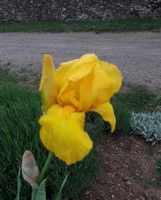 Iris 1 bulbe Granada gold