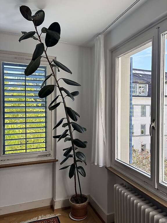 Piante & sementi: Gummibaum Ficus elastica – Usato da Zürich venduto da ReI-o 1