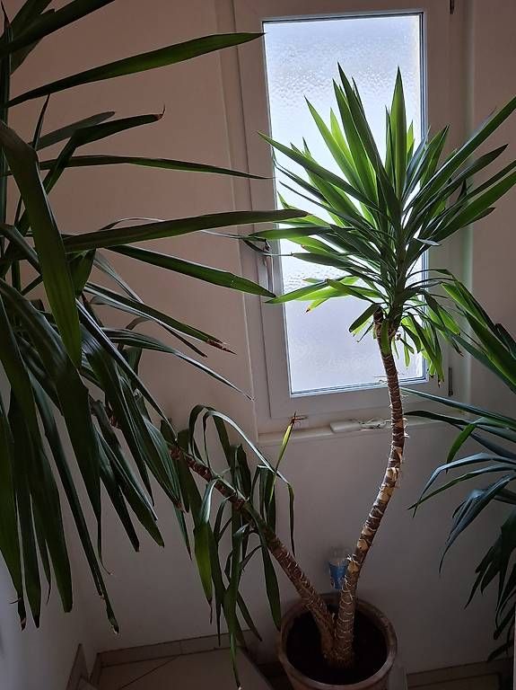 Piante & sementi: Yucca-Pflanzen im Tontopf – Usato da Altnau venduto da Brumm 1