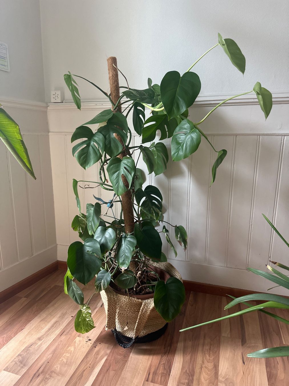 Piante & sementi: Monstera Variegata – Usato da St. Gallen venduto da nad_t5kn