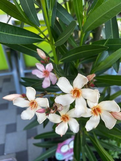 Plantes & graines: Oleander Farbe Abricot – D'occasion à Egliswil par didiflu 3