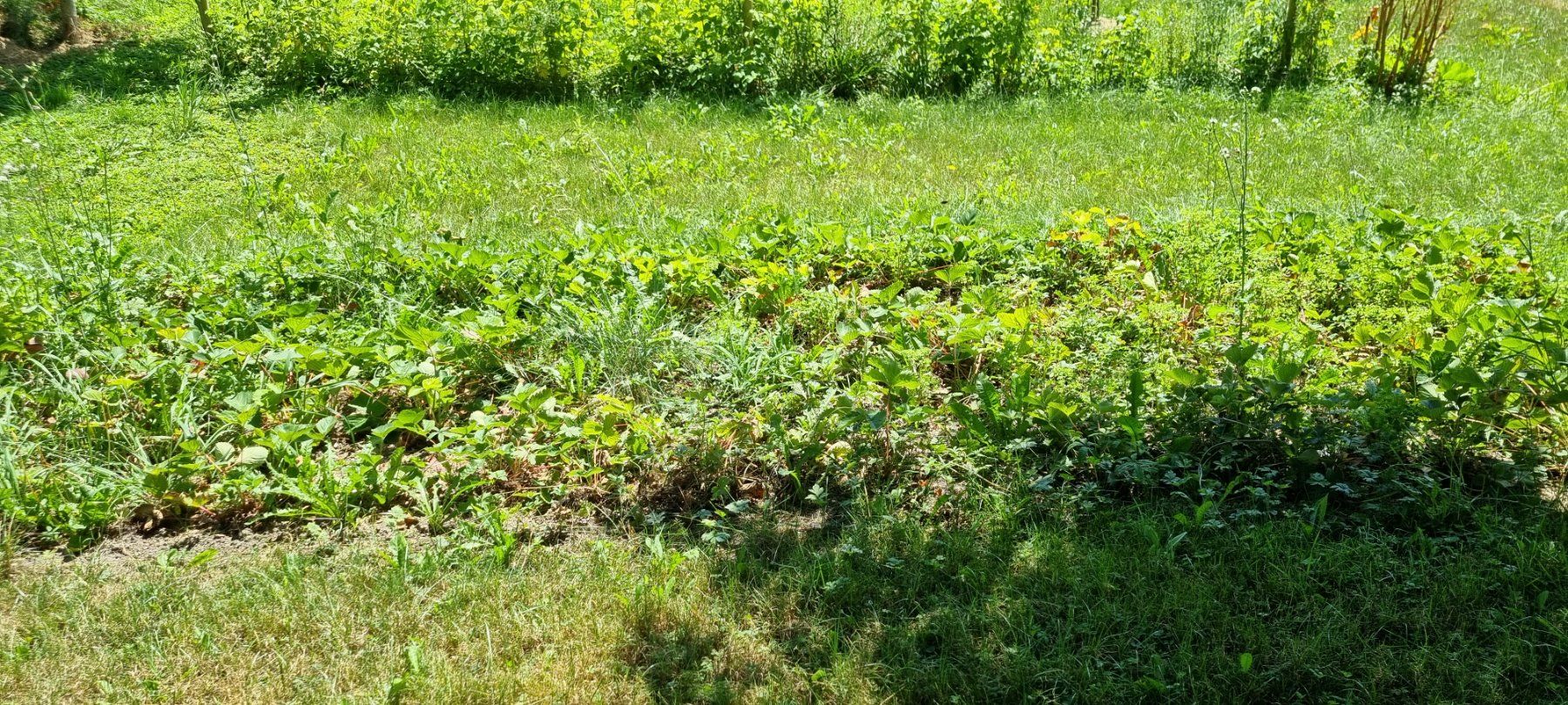 Plantes & graines: Viele Erdbeeren-Stöckli – D'occasion à egliswil par Maggy6 1
