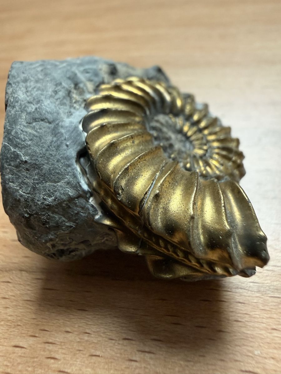 Fossiles: Pyritisierter Ammonit – D'occasion à Grenchen par Bastet007 5