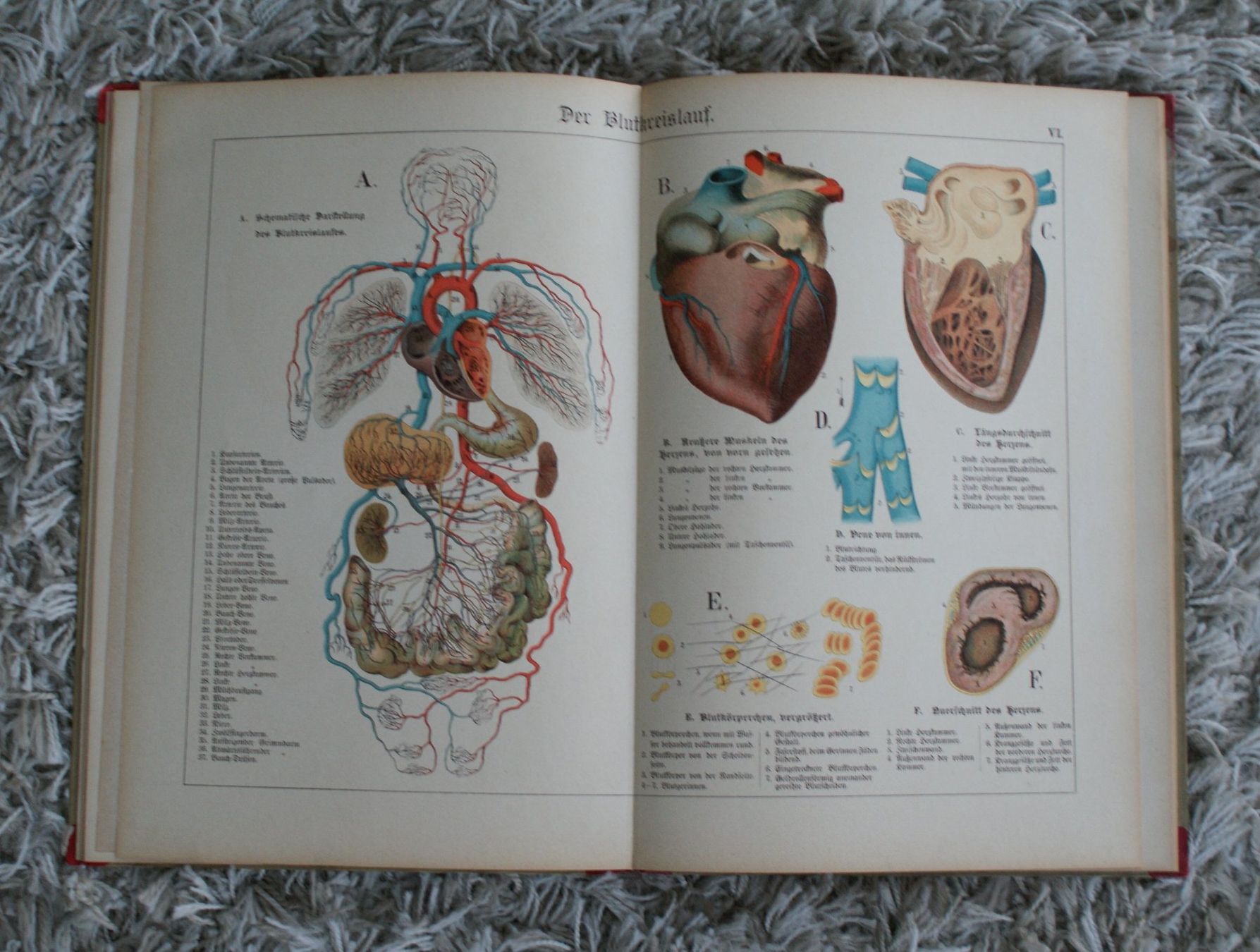 Der Bau des menschlichen Körpers, Anatomie für Schule u Haus (Gebraucht ...