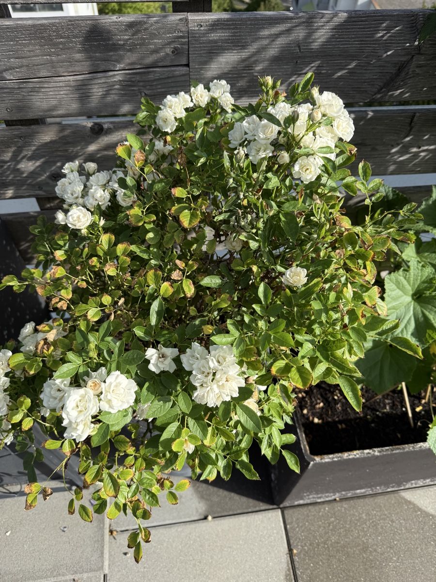 Piante & sementi: Rosen Stämmchen weiss (ohne Topf) – Usato da Schlieren venduto da Schnaepliparadies