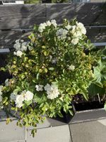 Rosen Stämmchen weiss (ohne Topf)