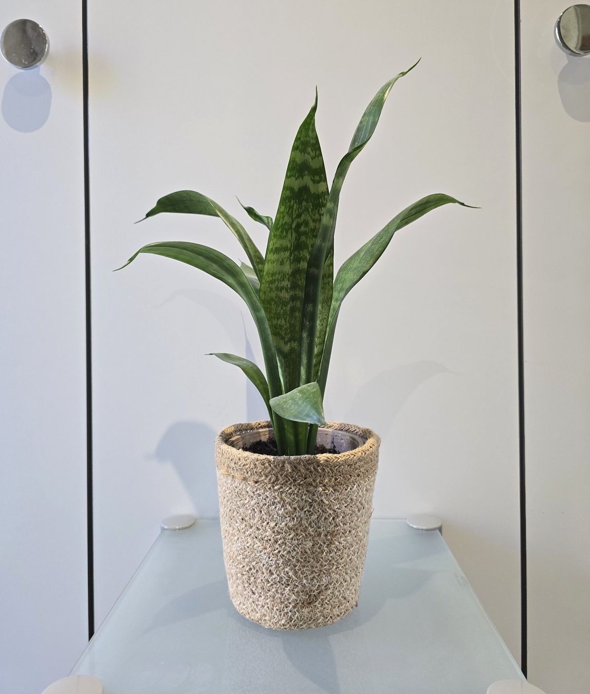 Piante & sementi: Pflanze Sansevieria / Bogenhanf 41 cm inklusive Korbtopf – Usato da Oetwil an der Limmat venduto da dhantal 3