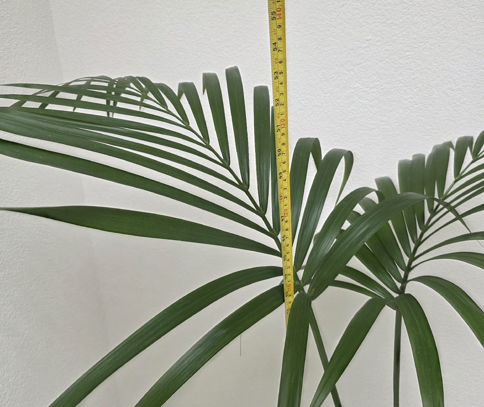 Piante & sementi: Schöne Zimmerpflanze, Palme – Usato da Rheinsulz venduto da Gilea 2