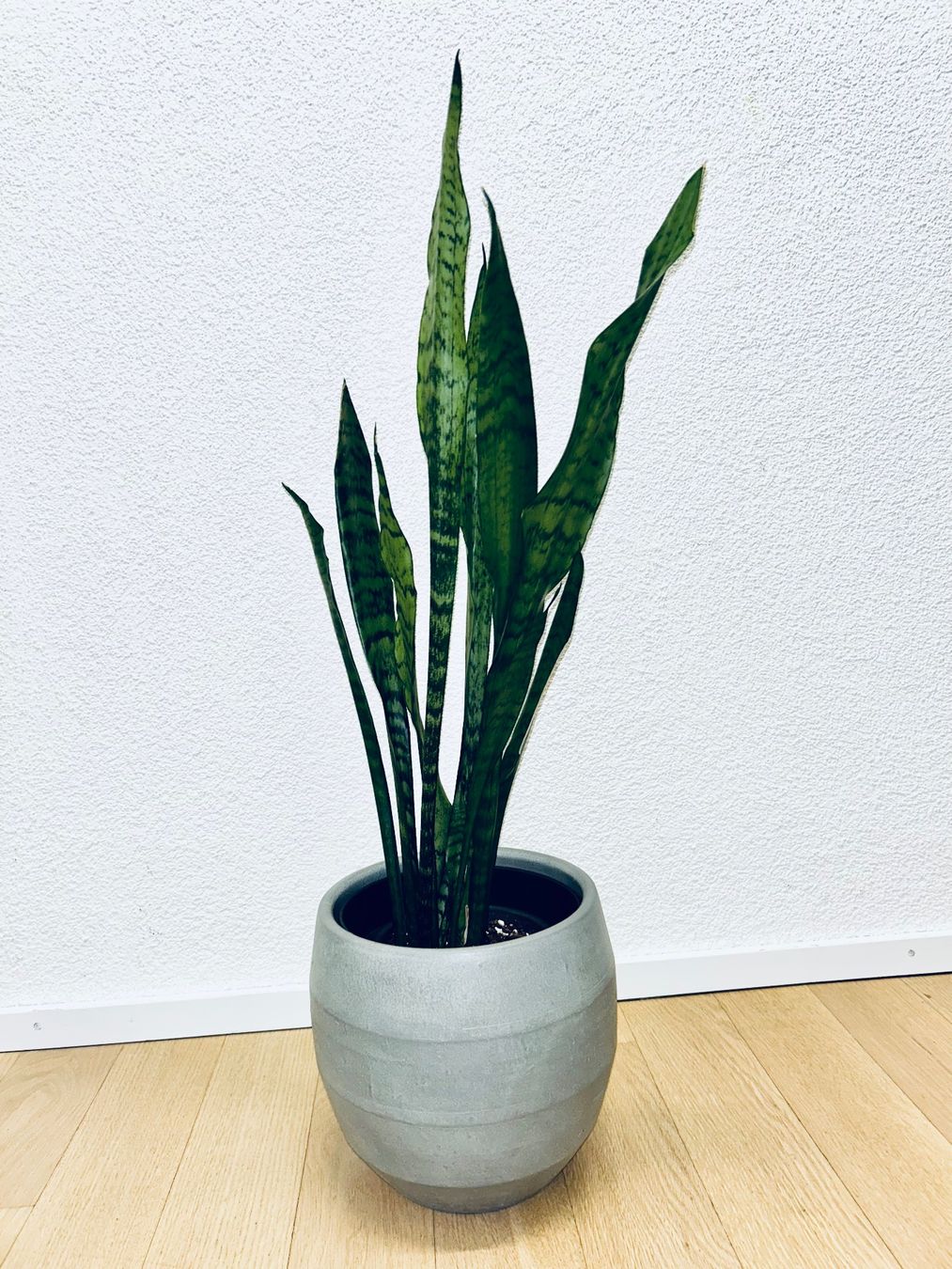 Piante & sementi: Sansevieria Zeylanica Plant 83 cm – Usato da Kilchberg ZH venduto da malibubeach