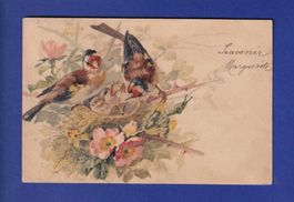 OISEAU - Roselin de Cassin ?