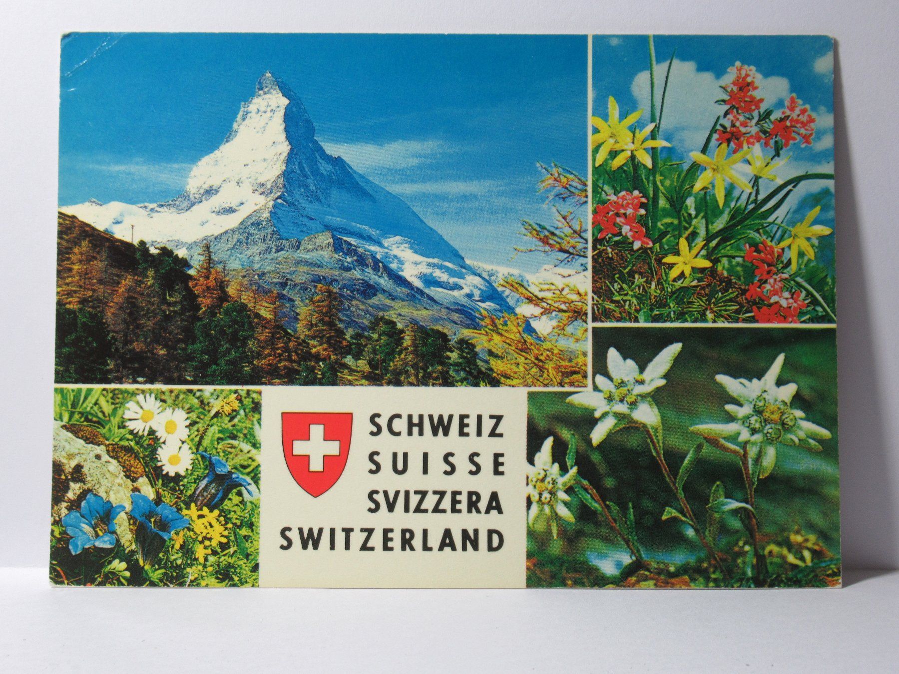 Ansichtskarten: Matterhorn , Bergblumen  1989 – Gebraucht aus Grenchen von Bluemchen1900
