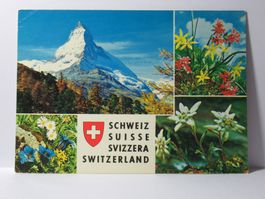 Matterhorn , Bergblumen  1989