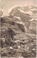 Im BERNBIET die Alpen (mit  jungen Jungtieren) ca. 1915 (BE)