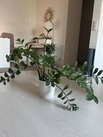 Plante grasse grande taille - très facile dentretien