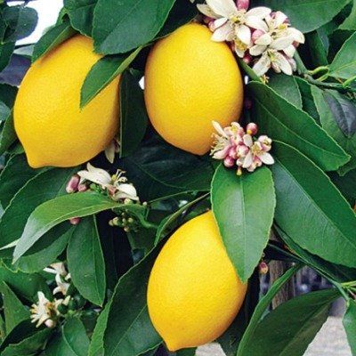 Piante & sementi: Citronnier des 4 saisons  15-20cm – Nuovo (secondo la descrizione) da Bremblens venduto da FIBONACCI369 1