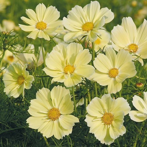 Piante & sementi: 50 Samen Cosmea XANTHOS – Nuovo (secondo la descrizione) da Ehrendingen venduto da VerveinaSamen 2