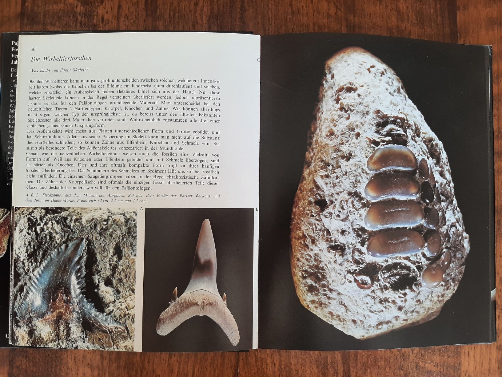 Libri: Buch Fossilien – Usato da Rickenbach BL venduto da Oktober68 3