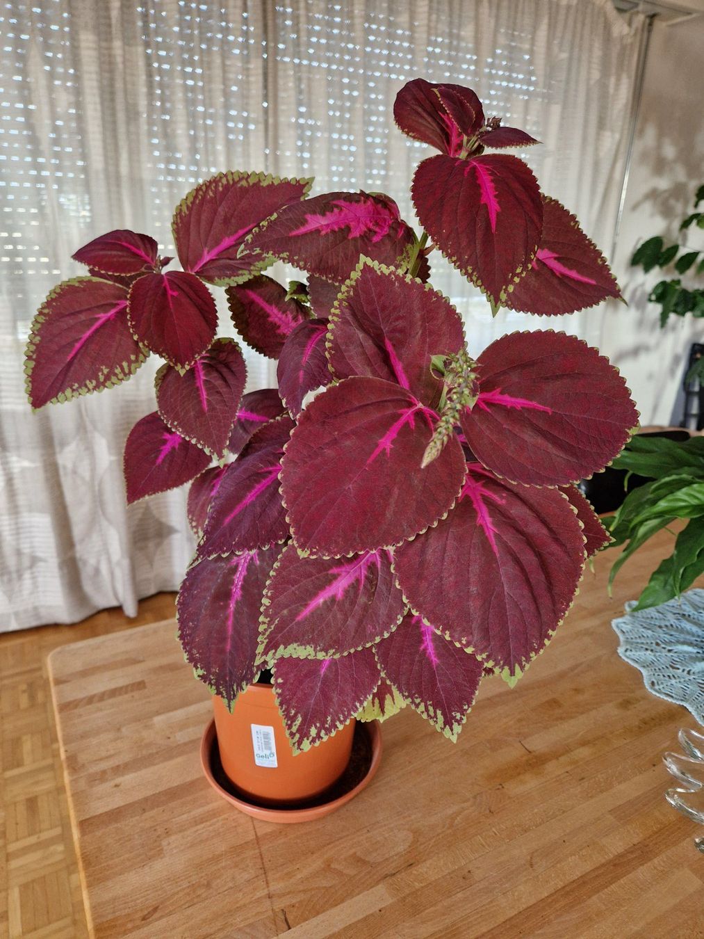 raindrop variegata Raindrop Peperomia Variegated | Buy Online | Mygreenscape main image 0