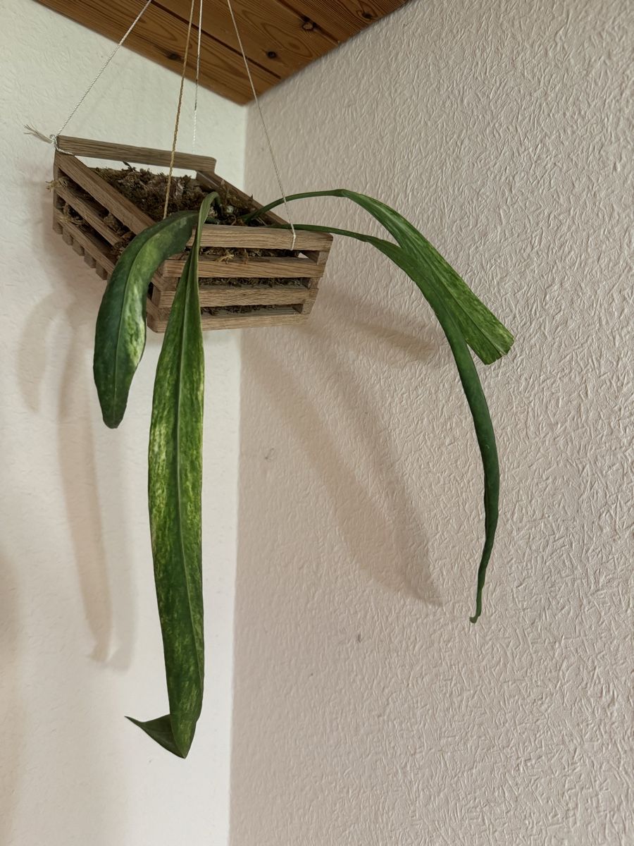 Piante & sementi: Anthurium vittarifolium variegata – Usato da Männedorf venduto da mrclst