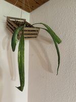Anthurium vittarifolium variegata